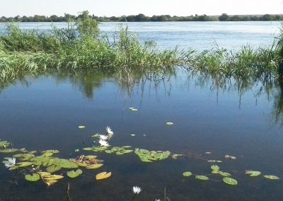 Water Lillie's Chobe River