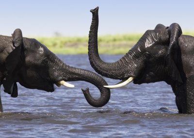 Elephants in the Chobe River