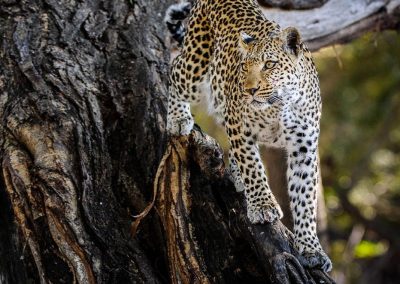 Chobe Lodge's big five Leopard