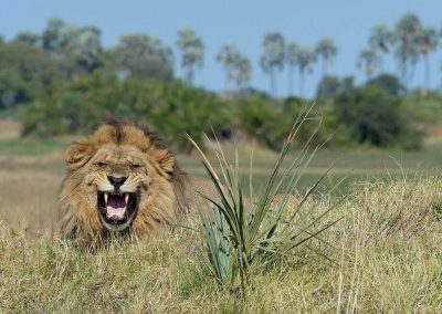 Lion at the Chobe Lodge